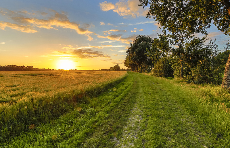 Wheat field along old oak track at sunset on Dutch countryside / Creative Nature, Rudmer Zwerver, Adobe.Stock.com